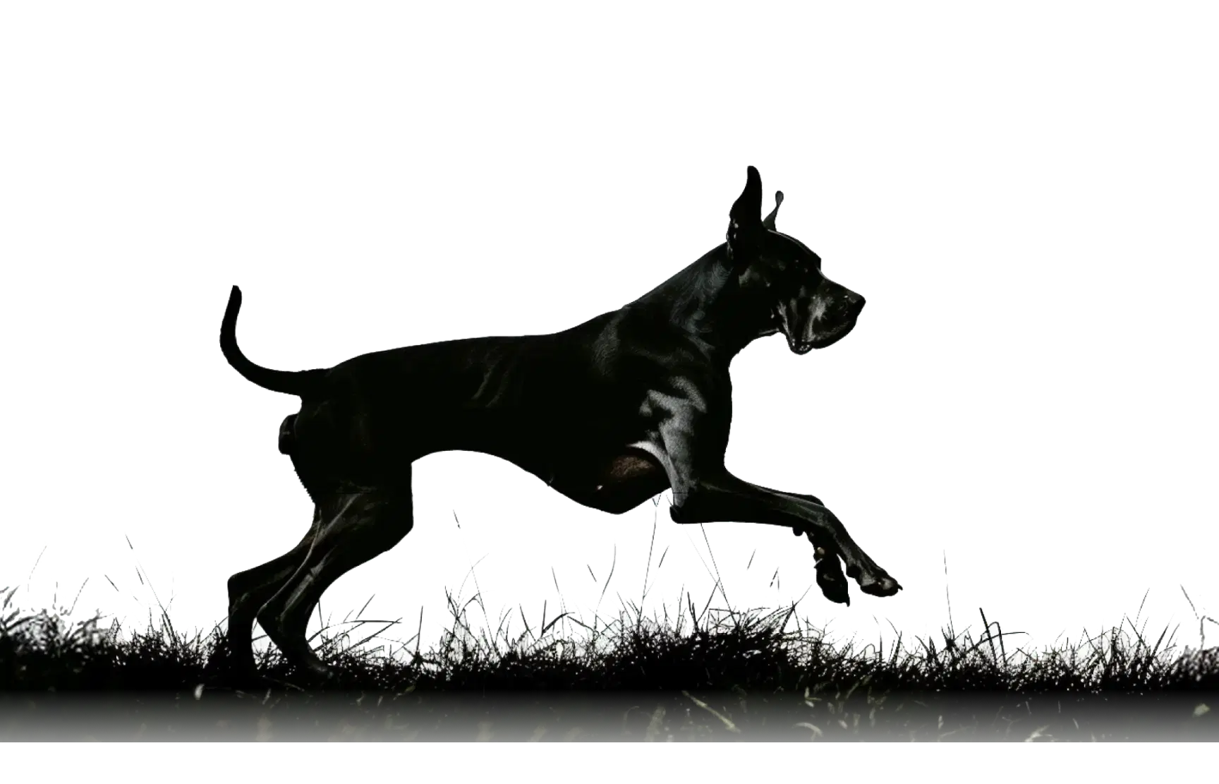 AI-powered pet health monitoring system built for preventive dog care — Hoomanely