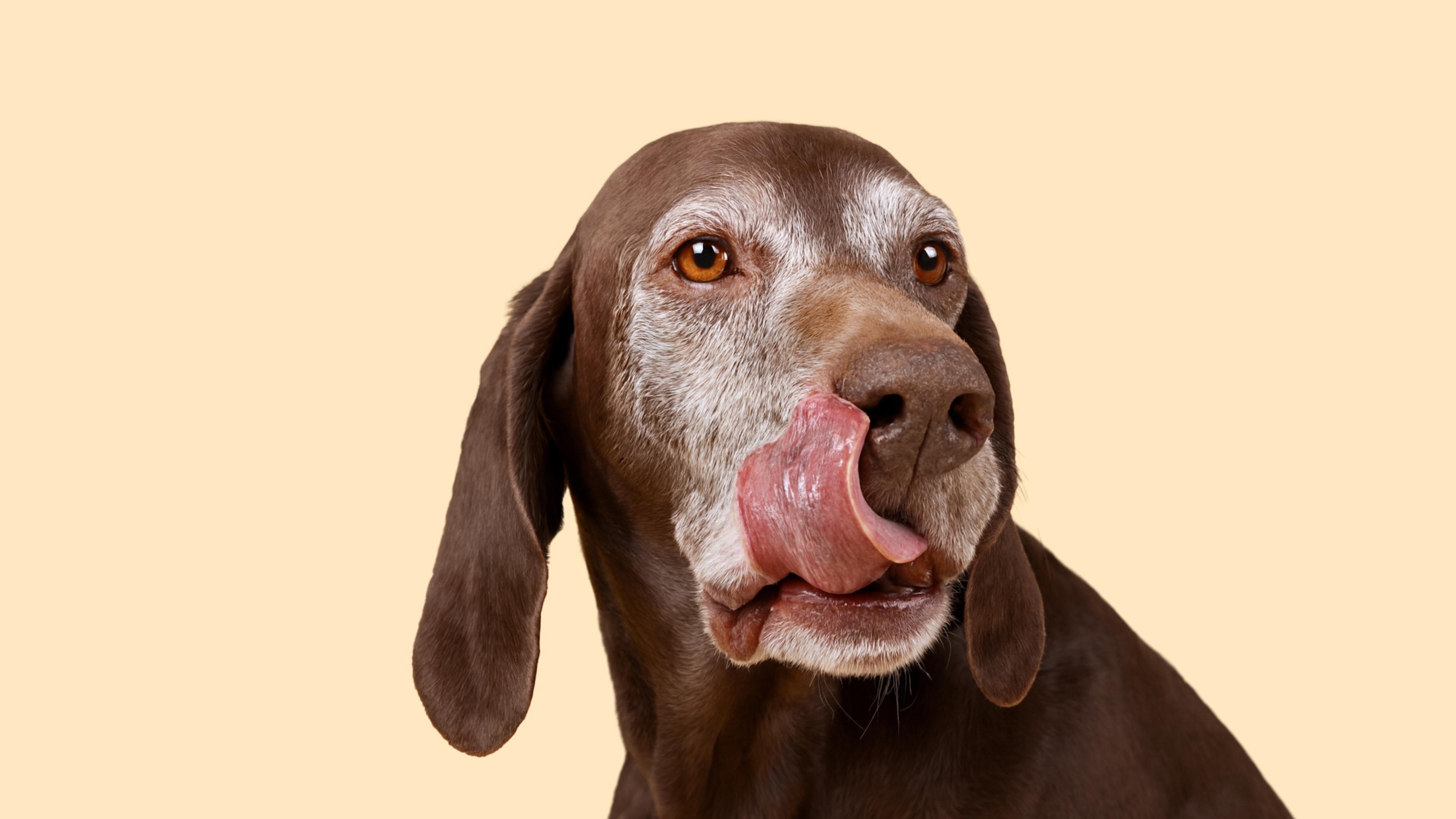 What to Feed a Senior Dog That’s a Picky Eater: A Science-Based Guide